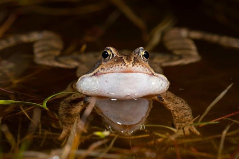 Common frog