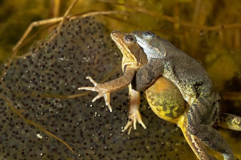 Common frog