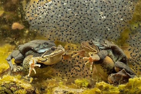 Common frog