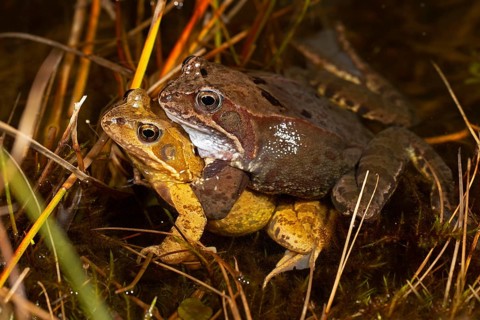 Common frog