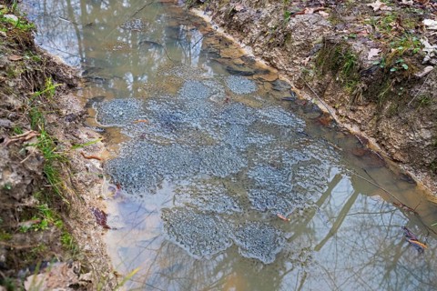 Common frog