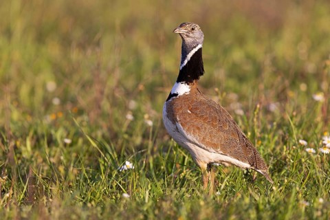 Little Bustard