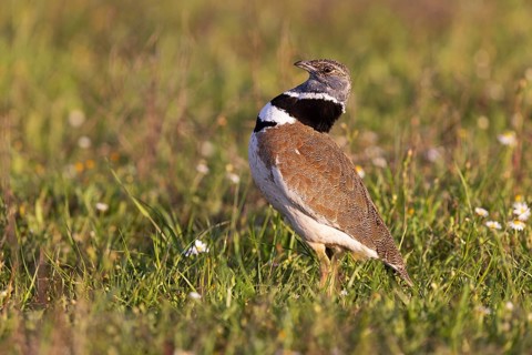 Little Bustard