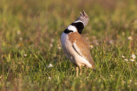 Little Bustard