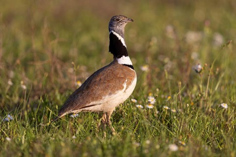 Little Bustard