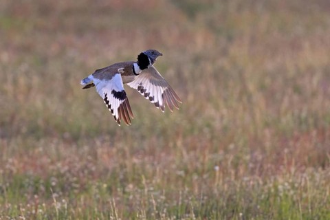 Little Bustard