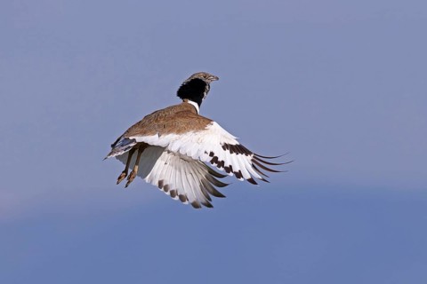 Little Bustard