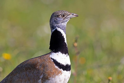 Little Bustard