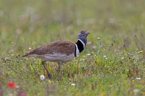 Little Bustard