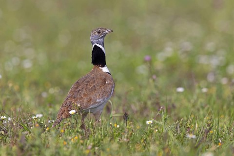 Little Bustard