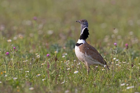 Little Bustard