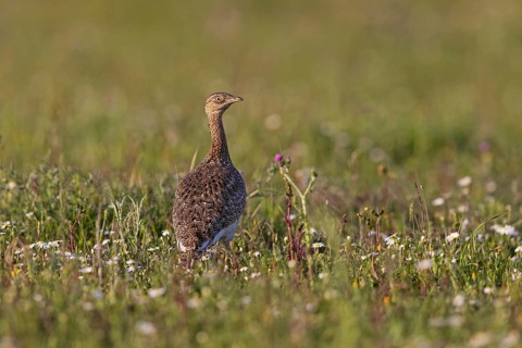 Little Bustard