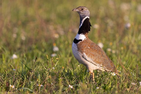Little Bustard