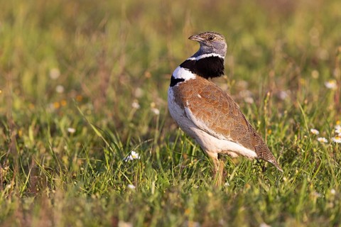 Little Bustard