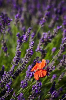 Lavender