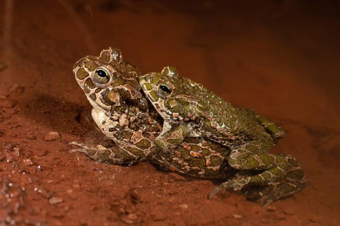 European green toad
