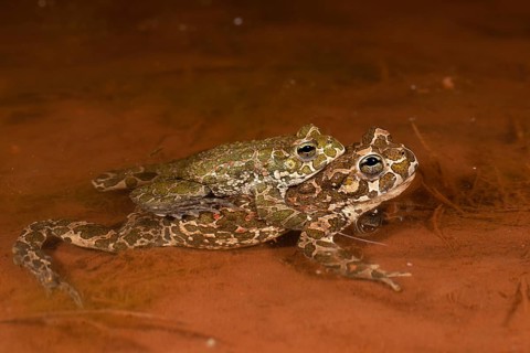 European green toad