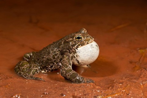 European green toad