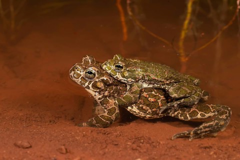 European green toad