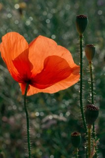 Poppy pod in field