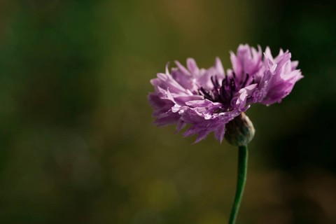 Purple cornflower