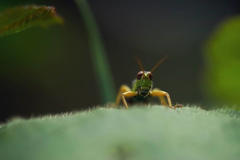 Green Mountain Grasshopper