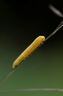 Larva of a plant wasp on a blade of grass