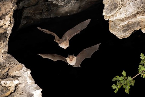 Lesser horseshoe bat