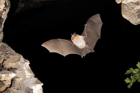 Lesser horseshoe bat