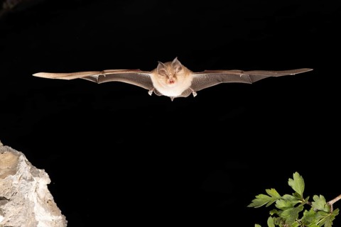 Lesser horseshoe bat