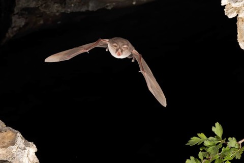Lesser horseshoe bat