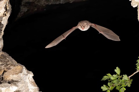Lesser horseshoe bat
