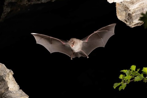 Lesser horseshoe bat