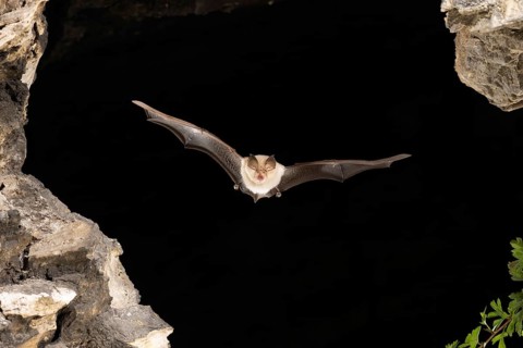 Lesser horseshoe bat