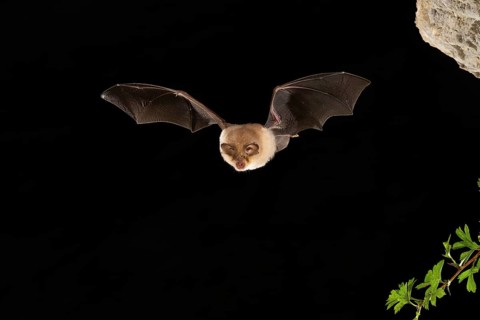 Lesser horseshoe bat
