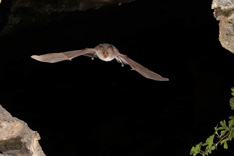 Lesser horseshoe bat