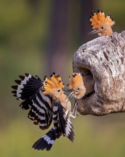Hoopoe