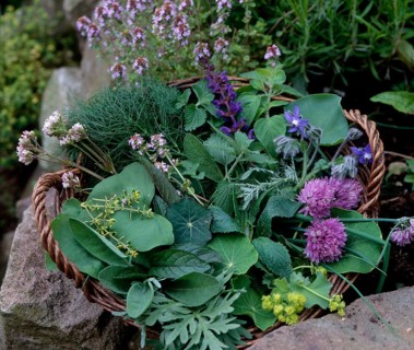 Herb garden Thyme