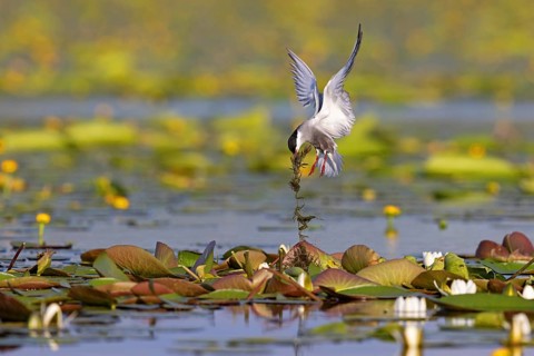 Whiskered Tern