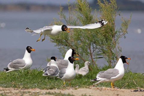 Pallas's gull