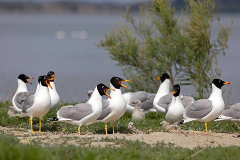 Pallas's gull