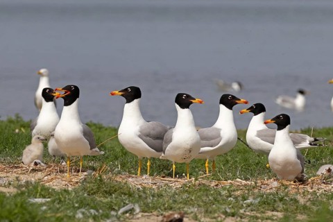 Pallas's gull