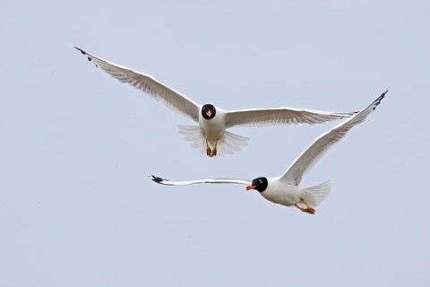 Pallas's gull