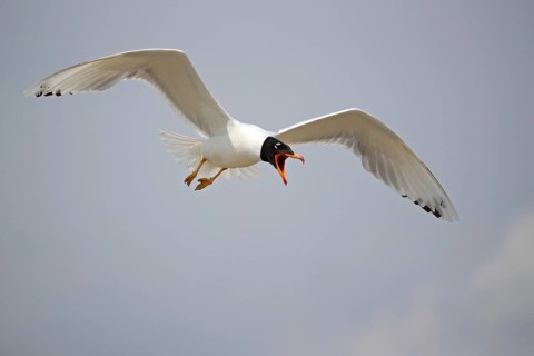 Pallas's gull
