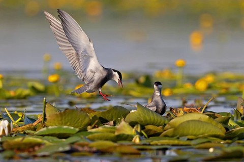 Whiskered Tern