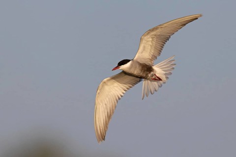 Whiskered Tern