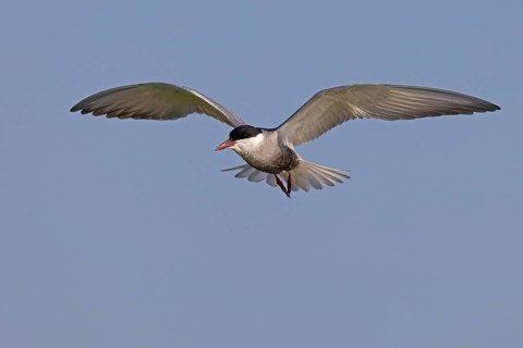 Whiskered Tern