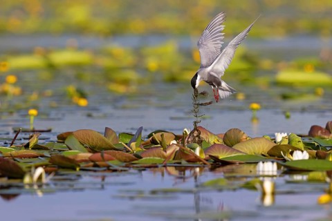 Whiskered Tern