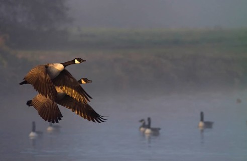 Canadian geese
