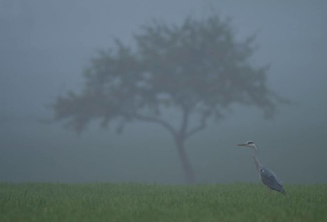 Gray Heron